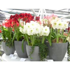 Amaryllis (Hippeastrum) gemengde kleuren ’