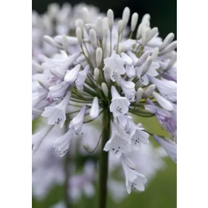 Agapanthus Windsor Grey