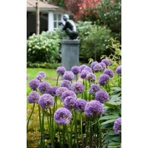 Allium Gladiator