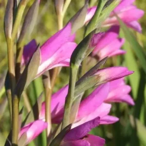 Gladiolus ssp byzantinus