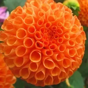 Dahlia Bantling