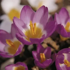 Botanische Krokus Tricolor