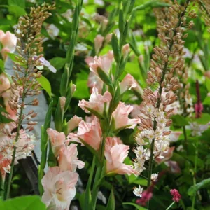 Gladiool Rose Supreme