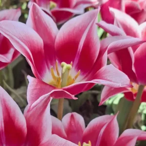 Tulp (leliebloemig) Ballade Cherry