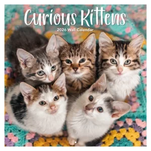 Kalender - 2026 - Nieuwschierige kittens - 30x30cm