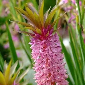 Eucomis Comosa