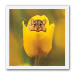 Kaart - Paperclip - Call of the wild - Muisje in gele tulp - VB0.0028
