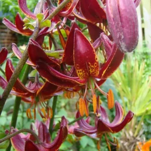 Lilium (lelie) Martagon Claude Shride
