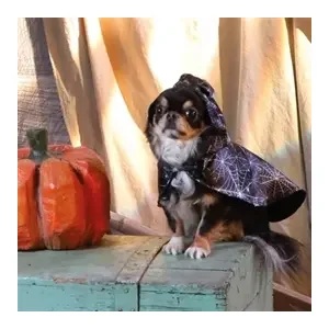 Croci Hondencape Ticky Ghost 30 cm