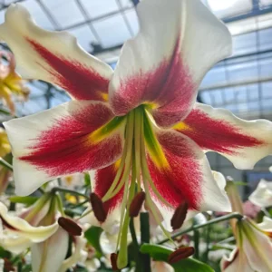 Lilium (lelie) Beverly Dreams