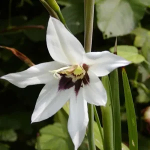 Acidanthera murieliae