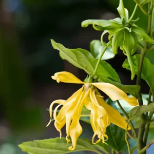 Ylang-Ylang