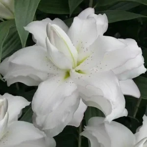 Lilium (lelie) Lotus Beauty