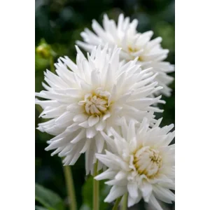 Dahlia TuTu