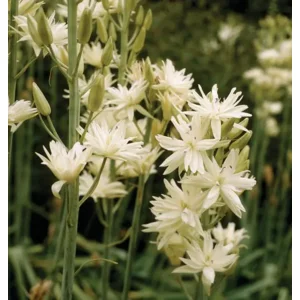 Camassia leichtlinii Alba