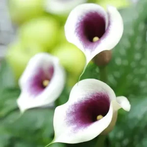 Zantedeschia (Calla) Picasso