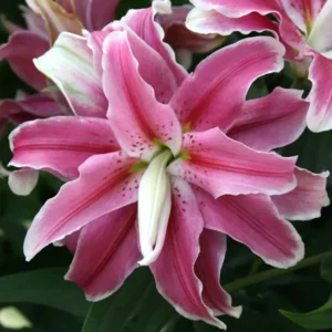 Lelie (lilium) Lila Cloud