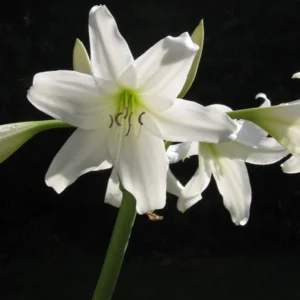 Crinum Powellii Album