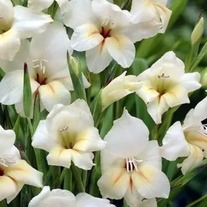 Gladiool Nanus Halley