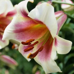 Lilium (lelie) Passion Moon