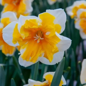 Narcis Orangery