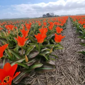 Tulp Park Dreamway