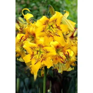 Lilium (lelie) Yellow Bruse
