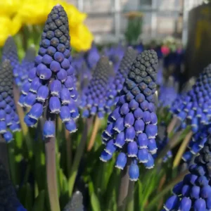 Muscari Lindsay®