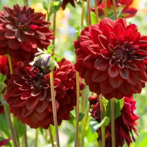Dahlia Arabian Night