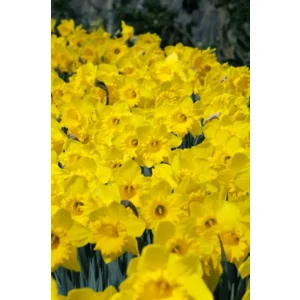 Narcis Dutch Master