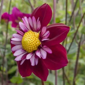 Dahlia Halskraag Eefje