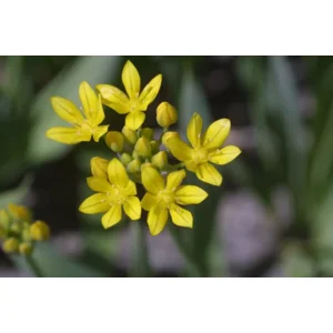 Allium Moly