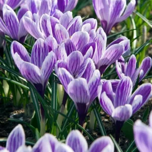 Krokus King of the Striped
