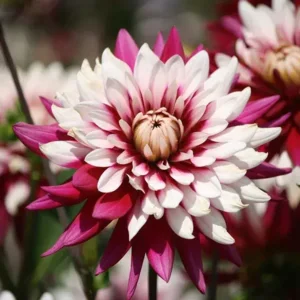Dahlia Rebecca’s World