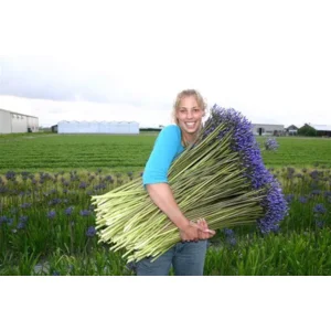 Agapanthus blauw