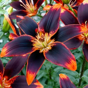 Lilium (lelie) Forever Susan