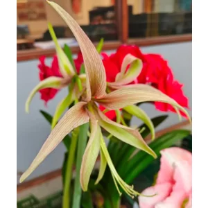 Amaryllis (Hippeastrum) Tarantula