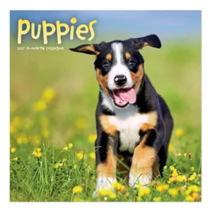 Kalender - Puppies - 2027 - 30x30cm