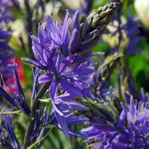 Camassia leichtlinii Caerulea
