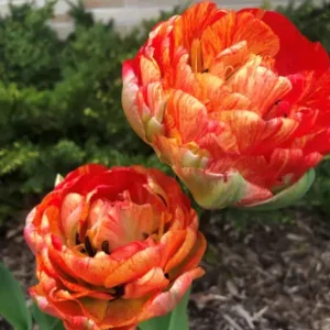 Tulp Dubbele Late Gudoshnik Double