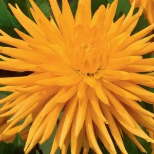 Dahlia Gold Crown