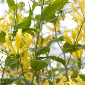 Gloriosa Lutea