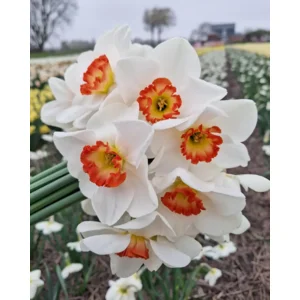 Narcis Hullabaloo