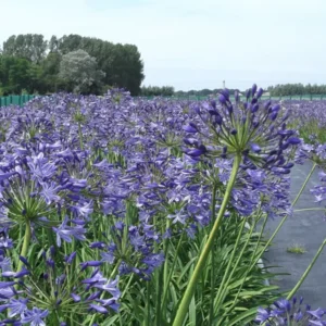 Agapanthus Johanna Bloembollen Shopa