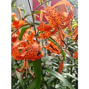 Lilium (lelie) Lancifolium