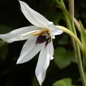 Acidanthera murieliae