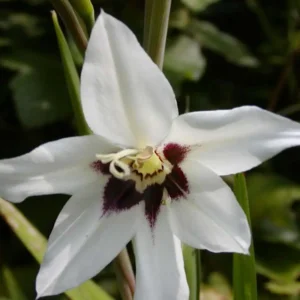 Acidanthera murieliae
