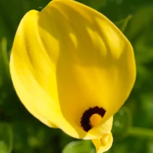 Zantedeschia (Calla) Black Magic