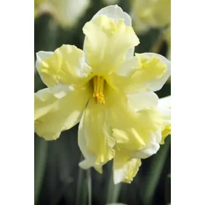 Narcis Cassata