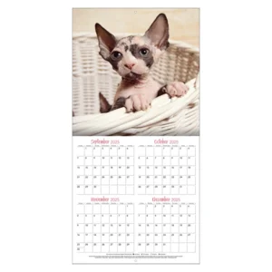 Kalender - 2026 - Nieuwschierige kittens - 30x30cm